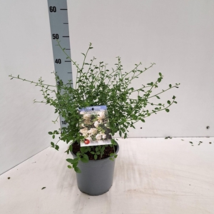 Ceanothus thyrsiflorus