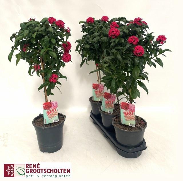 <h4>PENT PANIC PINK</h4>