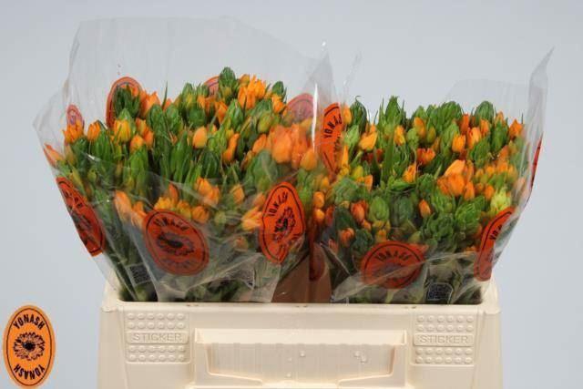 <h4>Ornith Dubium Sunshine</h4>