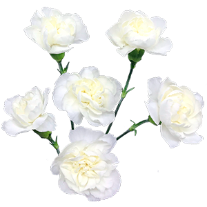 <h4>DIAN.TR. White Colibri</h4>