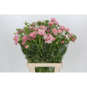 Ranunculus Butterfly Isis