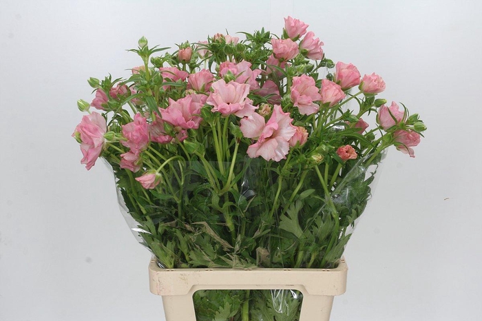 <h4>Ranunculus Butterfly Isis</h4>