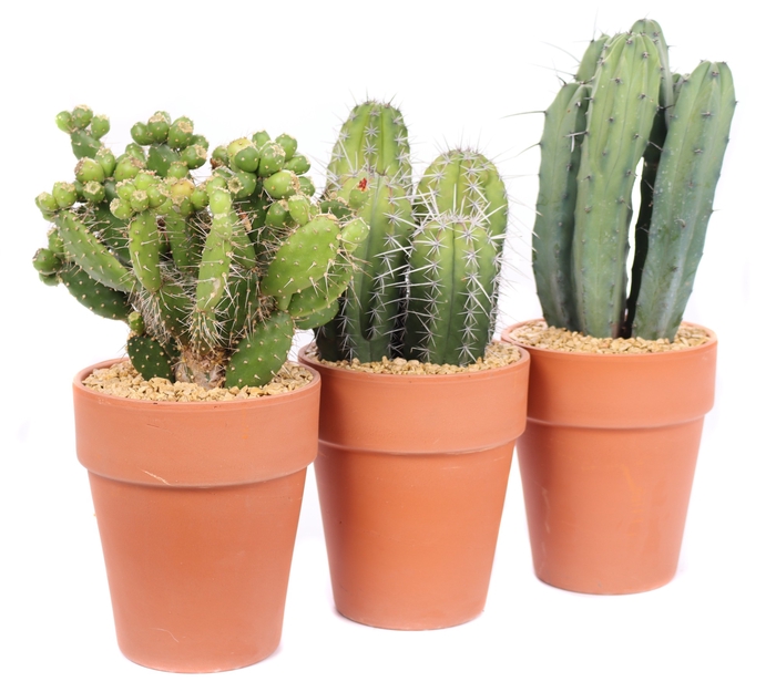 <h4>Cactus Gemengd Keramiek Terracotta</h4>