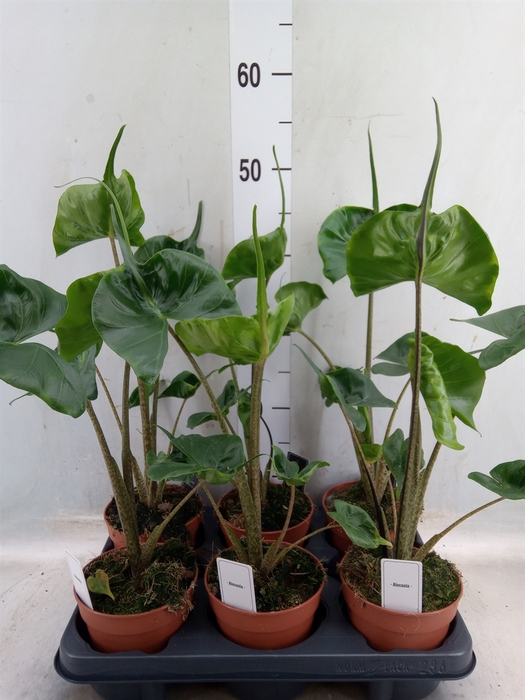 <h4>Alocasia   ...</h4>