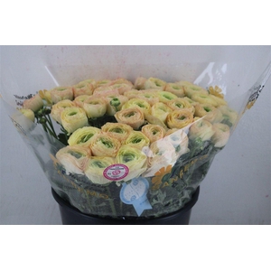 Ran Cloni Sup Touareg Pastel