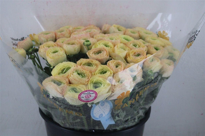 <h4>Ran Cloni Sup Touareg Pastel</h4>