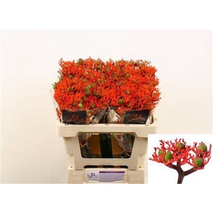 Jatropha P Firecrack