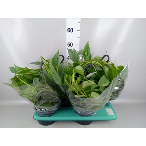 Epipremnum pinn. 'Cebu Blue'