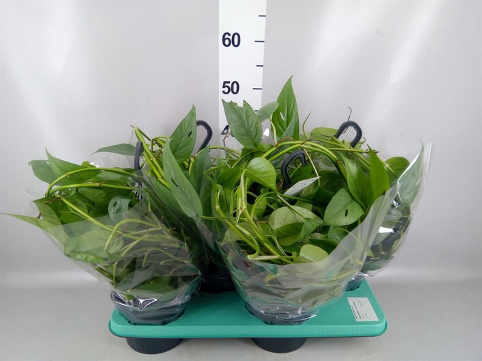 <h4>Epipremnum pinn. 'Cebu Blue'</h4>