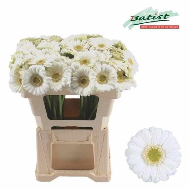 <h4>Ge Mi Albino</h4>