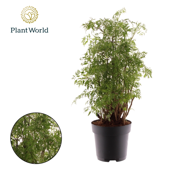 <h4>Polyscias Hawaiiana Ming vertakt</h4>