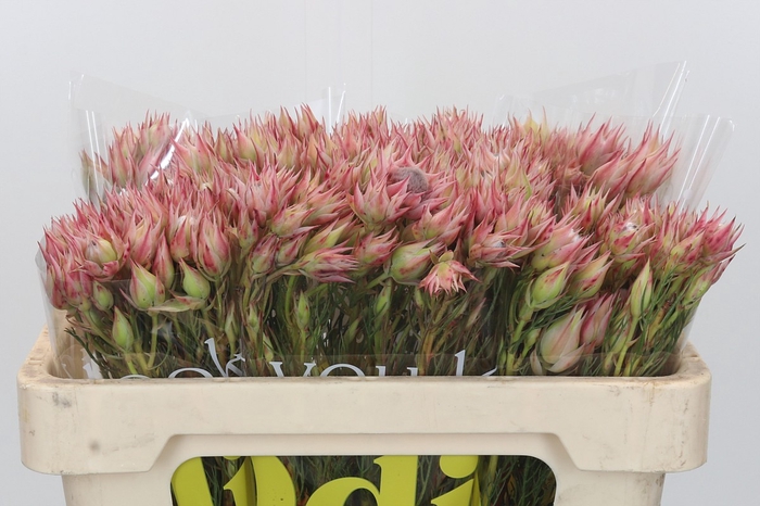 <h4>Blushing Bride Pink 2/5 Flowers</h4>