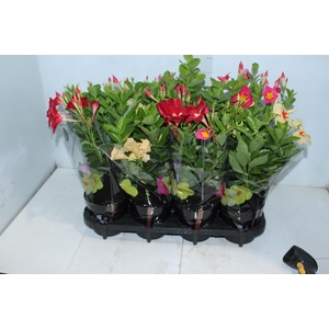 MANDEVILLA P14 PREMIUM