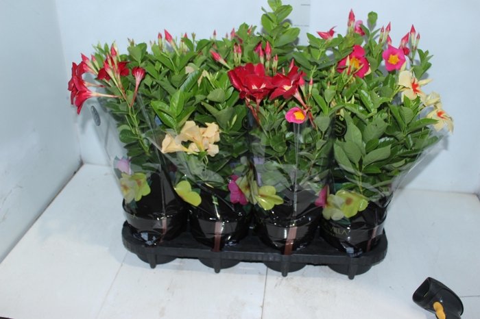 <h4>MANDEVILLA P14 PREMIUM</h4>