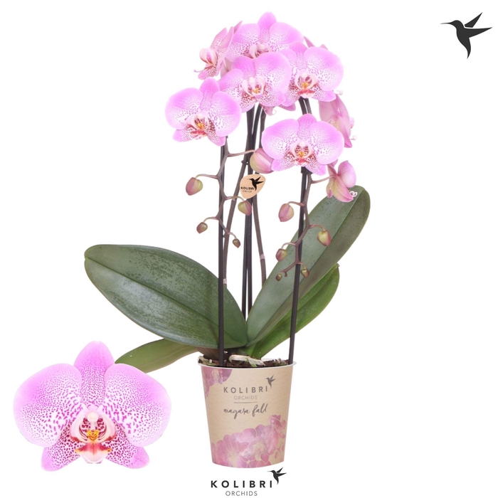 <h4>Kolibri Orchids Phalaenopsis Cascade Niagara Fall Jillion 2 spike</h4>