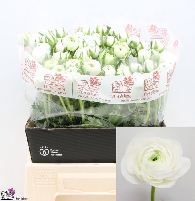 <h4>RAN EL WHITE</h4>