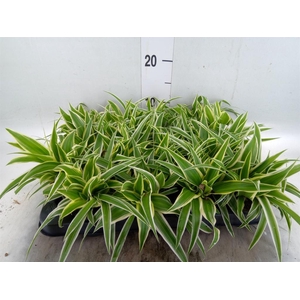 Chlorophytum com. 'Ocean'