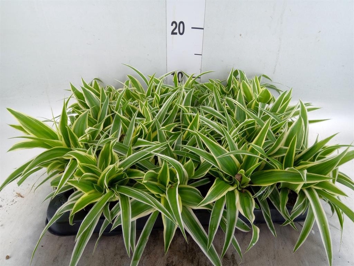 <h4>Chlorophytum com. 'Ocean'</h4>