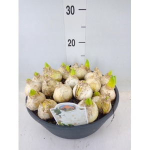 Hyacinthus orie.   ...