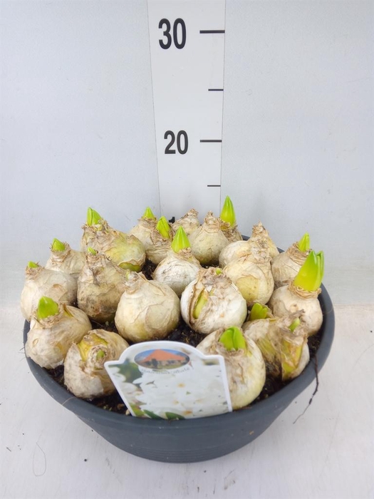 <h4>Hyacinthus orie.   ...</h4>