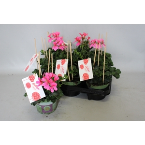 Pelargonium Calliope cascade Rose