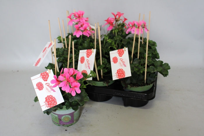 <h4>Pelargonium Calliope cascade Rose</h4>