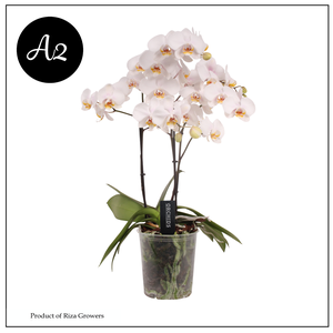 Phalaenopsis A2 Marvellous White 50+ – 17cm
