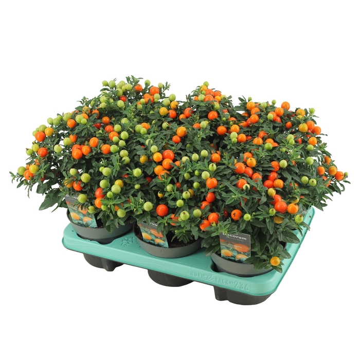 <h4>Solanum Mandarin P13 Decorum</h4>