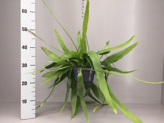 <h4>Epiphyllum pumilum</h4>