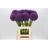 Allium Pinball Wizard