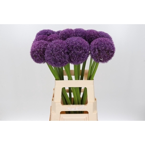 Allium Pinball Wizard