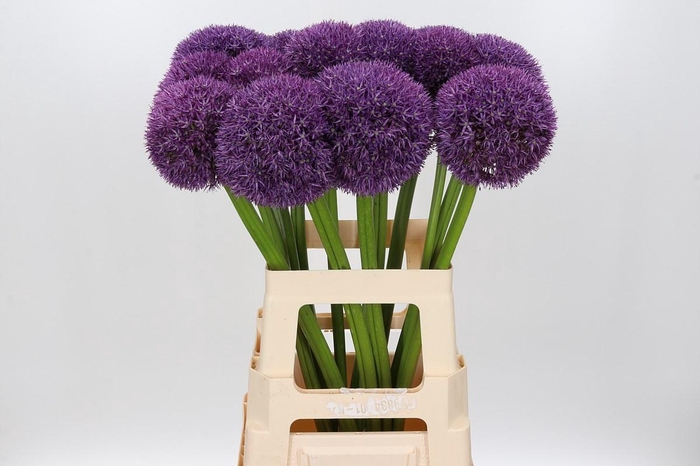 <h4>Allium Pinball Wizard</h4>