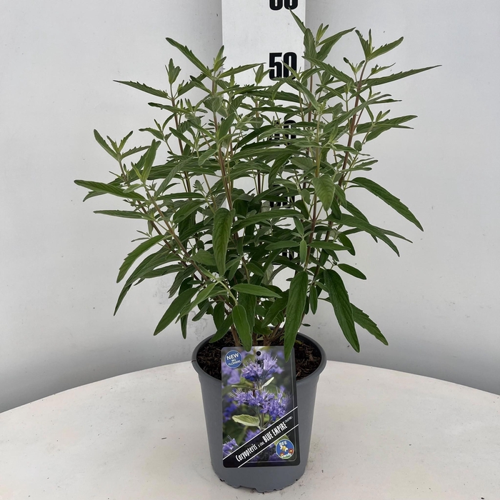 <h4>Caryopteris cland. Blue Empire ('Elst33'PBR)</h4>