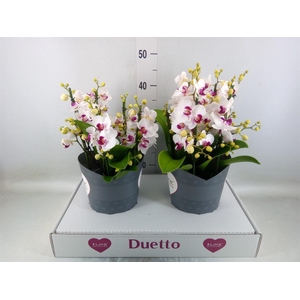 Phalaenopsis multi. 'FC Safe Haven'