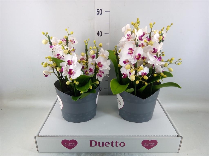 <h4>Phalaenopsis multi. 'FC Safe Haven'</h4>