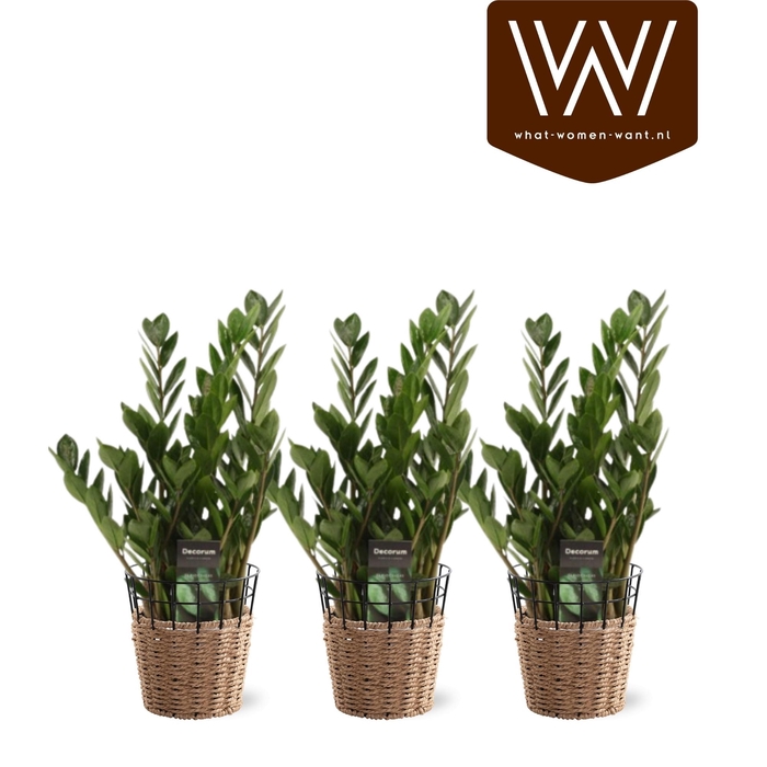 <h4>ZAMIO ZAMIIFOLIA</h4>