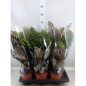 Calathea makoyana