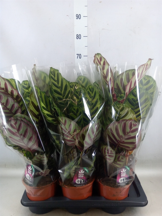 <h4>Calathea makoyana</h4>