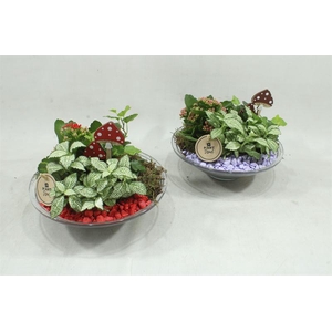 arr2 PT - Glas 25 paars/rood