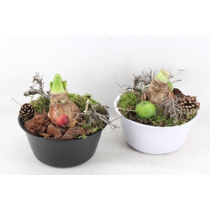 arr4 Amaryllis MB - Zink black&white schaal x6