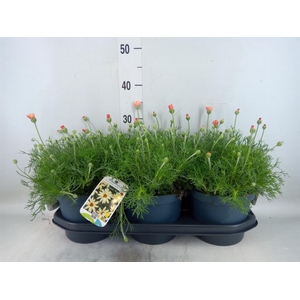 Rhodanthemum hosm. 'Zagora Orange'