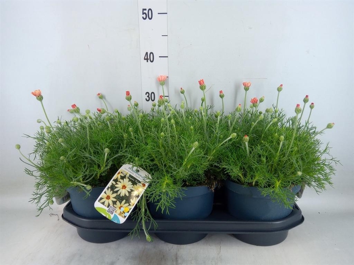 <h4>Rhodanthemum hosm. 'Zagora Orange'</h4>