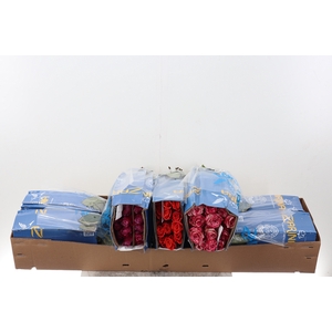 R Gr Gem SupPremium 40cm Box Co