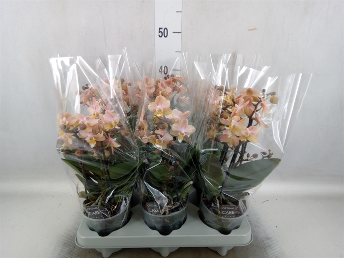 <h4>Phalaenopsis multi.   ...rose</h4>
