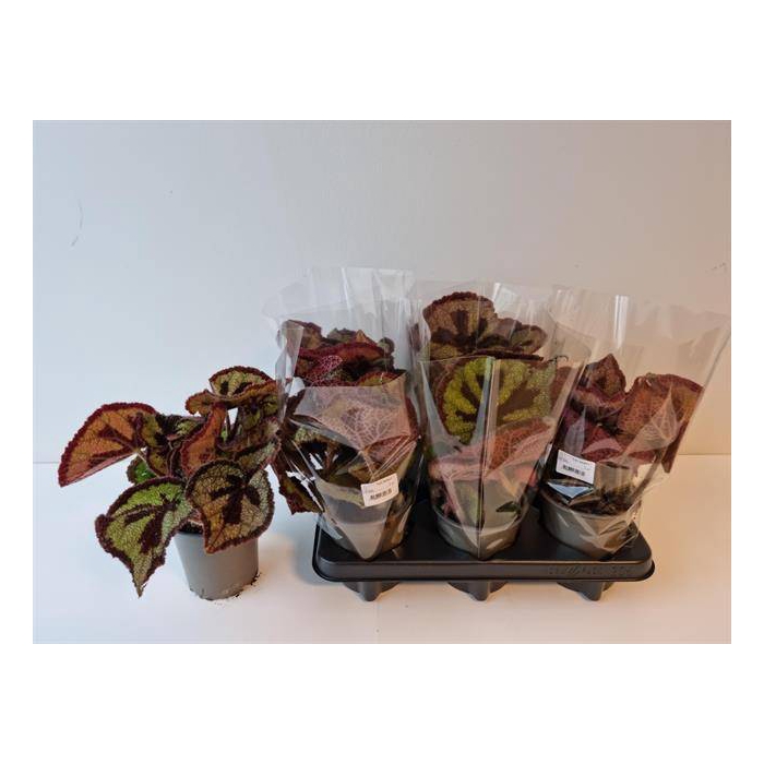 <h4>Begonia leaf Masoniana 13Ø 32cm</h4>