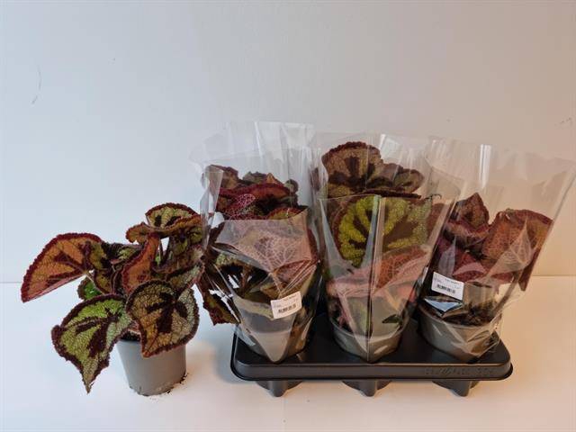 Begonia leaf Masoniana 13Ø 32cm