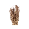 Bunch Amaranthus Slv 200g