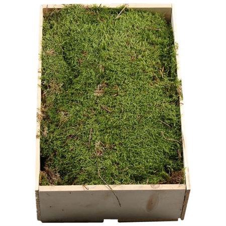 <h4>Platmos Houten Kist</h4>