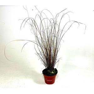 Carex buchananii p10,5