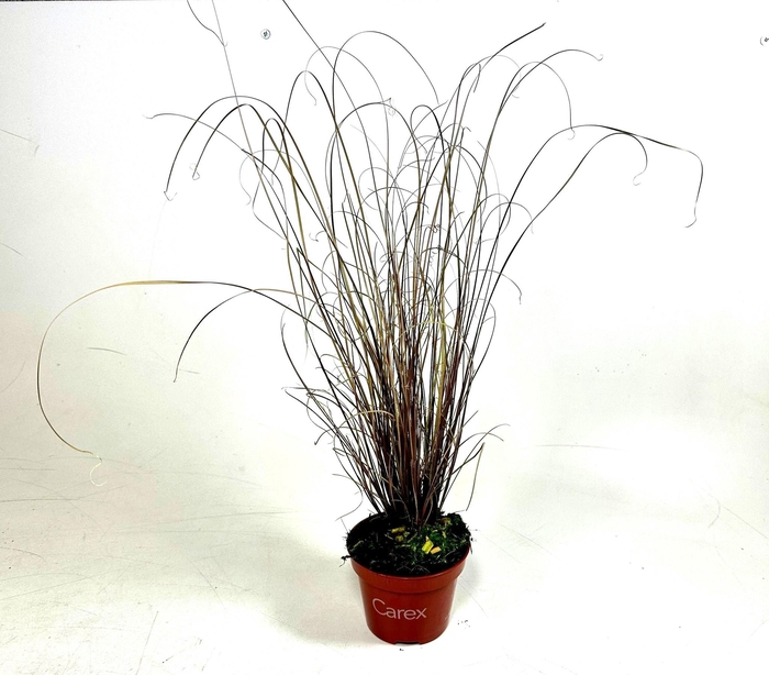 <h4>Carex buchananii p10,5</h4>